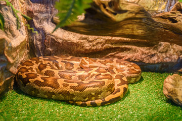 the snake in the zoo in the serpentarium.