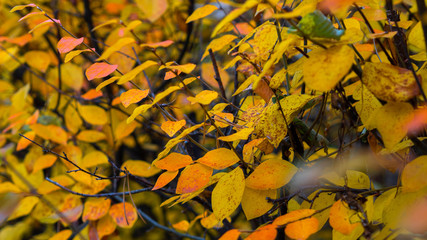 Colorful shrubs with yellow leaves in autumn evening