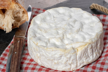 Camembert cheese traditional Normandy French, dairy product