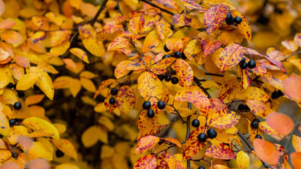 Colorful shrubs with yellow leaves in autumn evening