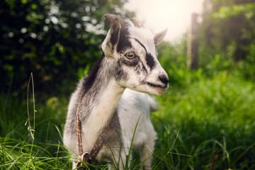 A young goat with horns on a meadow. Black and white goat.