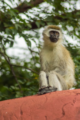Vervet monkey sitting on a wall in the savannah