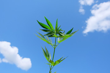 A hemp branch against a blue sky with white clouds. Green top of cannabis. Close-up.