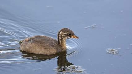 Little Grebe (Tachybaptus ruficollis), Crete 