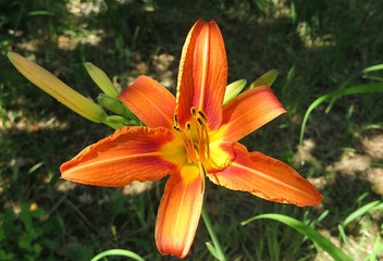 Beautiful orange tiger lily flower in the garden, closeup