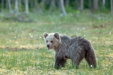 Fototapeta na wymiar Scruffy looking young brown bear eating grass on a Finnish bog