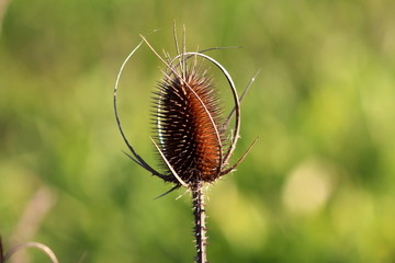 Closeup of single dried brown bur on green leaves background on warm sunny day