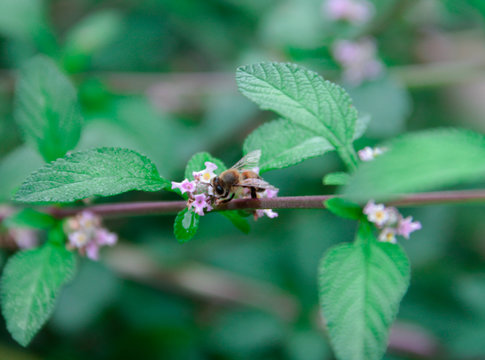 abeja alimentandose de flores 