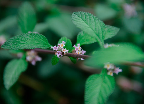 flor de planta en primavera