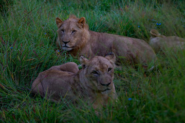 Mighty Lion watching the lionesses who are ready for the hunt in Masai Mara, Kenya (Panthera leo)