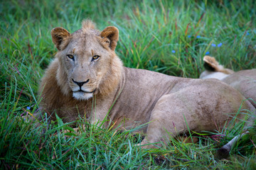 Mighty Lion watching the lionesses who are ready for the hunt in Masai Mara, Kenya (Panthera leo)