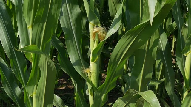Green corn plant in early summer, closeup of young crop,stalk, husk and leafs