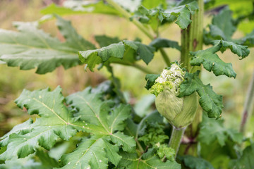 Dangerous toxic plant Giant Hogweed in the field, blooming. Also known as Heracleum or Cow Parsnip