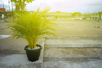 plastic pot with small palm tree on cement ground with yellow sun light in evening
