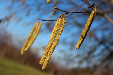 Common hazel or Corylus avellana multiple yellow catkins closeup blossom on cold, but sunny winter day with blurry green grass and blue sky in background