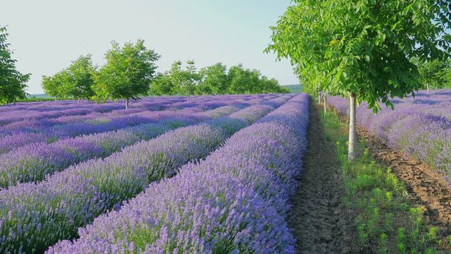 Beautiful Blooming Lavender Flowers. Lavender Season in rural countryside Provence. Personal view of walking on a field with lavender plants at sunrise. Personal perspective of view, Steady cam shot. 