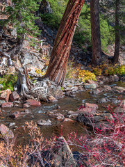 Stream by tree with autumn colors