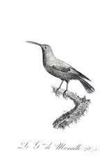 illustration of bird