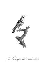 Fototapeta na wymiar illustration of bird