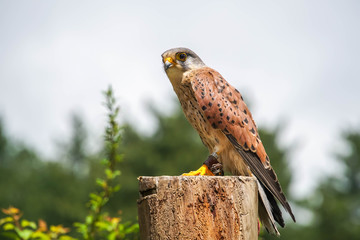 Common Kestrel (Falco tinnunculus) Chained to Perch. Animal Violence Concept