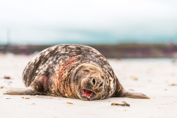 Atlantic Grey Seal Pup on Sandy Beach/Atlantic Grey Seal Pup/Atlantic Grey Seal Pup (Halichoerus Grypus)