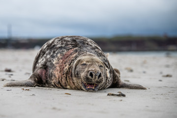 Atlantic Grey Seal Pup on Sandy Beach/Atlantic Grey Seal Pup/Atlantic Grey Seal Pup (Halichoerus Grypus)