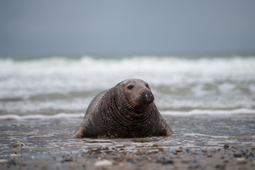 Naklejka premium Atlantic Grey Seal Pup on Sandy Beach/Atlantic Grey Seal Pup/Atlantic Grey Seal Pup (Halichoerus Grypus)