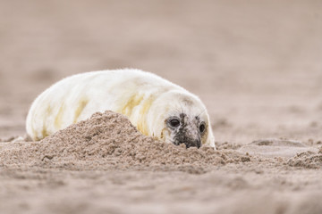 Atlantic Grey Seal Pup on Sandy Beach/Atlantic Grey Seal Pup/Atlantic Grey Seal Pup (Halichoerus Grypus)