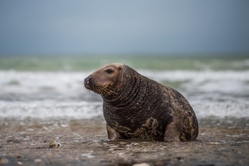 Atlantic Grey Seal Pup on Sandy Beach/Atlantic Grey Seal Pup/Atlantic Grey Seal Pup (Halichoerus Grypus)