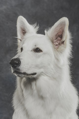 Obraz premium Studio portrait of a nice White Swiss Shepherd dog against neutral background