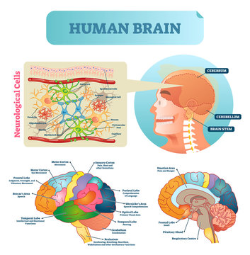 Brain Vector Illustration. Medical Educational Scheme With Neurological Cells Closeup. Silhouette With Cerebrum, Cerebellum And Stem. Cortex And Lobe Diagram.