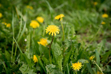 Dandelion