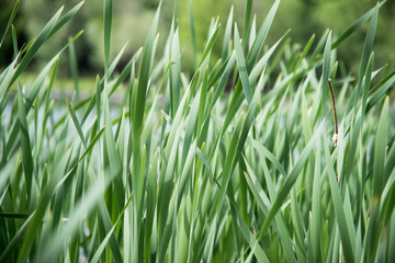 Grass
