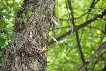 Obraz premium Lizard on the tree
