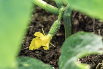 Growing small cucumber with flower. Close-up.