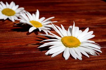 Obraz premium Chamomile flowers in a row on a wooden background
