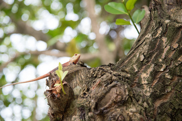 Lizard on the tree