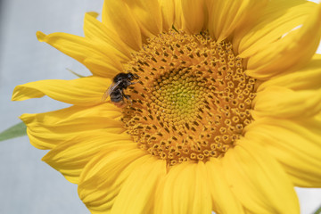 Obraz premium sonnenblume mit Biene auf Blüte