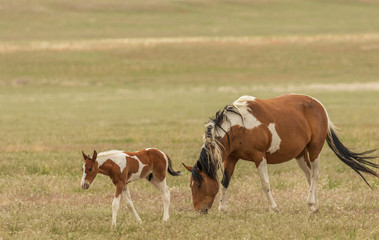 Fototapeta na wymiar Wild Horse Mare and Foal