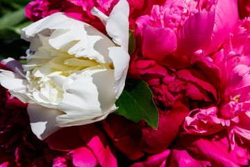 Bouquet of beautiful flowers of peonies close-up