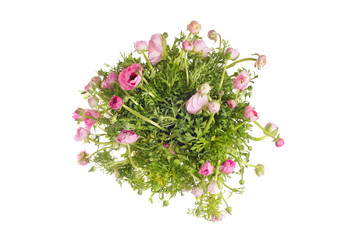 Flower bouquet background. Anemones with leaf grass. Isolated.