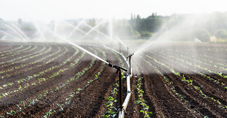 Watering crops in western Germany with Irrigation system using sprinklers in a cultivated field. - obrazy, fototapety, plakaty