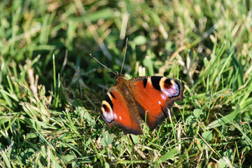 Pfauenauge auf der Wiese