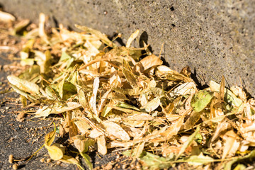 Gelbe Blätter auf Treppe