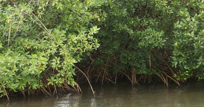 "Red Mangrove" Bilder – Durchsuchen 907 Archivfoto…