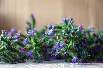 Bunch of meadow flowers