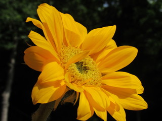 Close up of a beautiful sunflower in the sun 