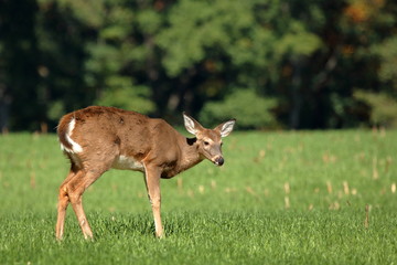 A yearling Whitetail Fawn grazes in a field at the edge of a small woodlot.
