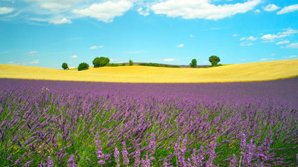 Fototapeta na wymiar Beautiful French landscape with golden wheat field and blooming lavender