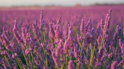 CLOSE UP: Spinning around the purple blooming lavender
